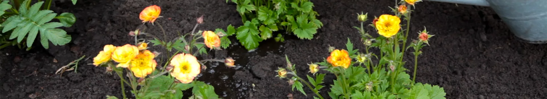 Nelkenwurz - Einpflanzen im Garten