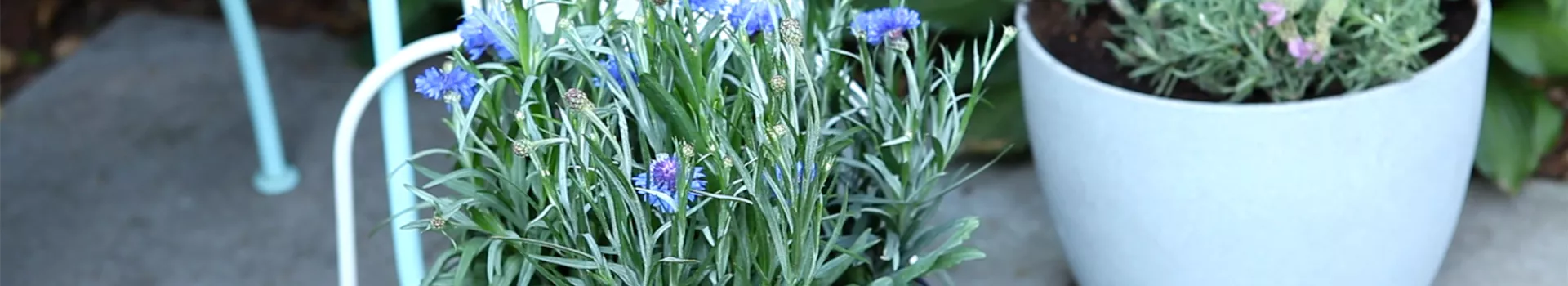 Kornblumen - Einpflanzen in ein Gefäß