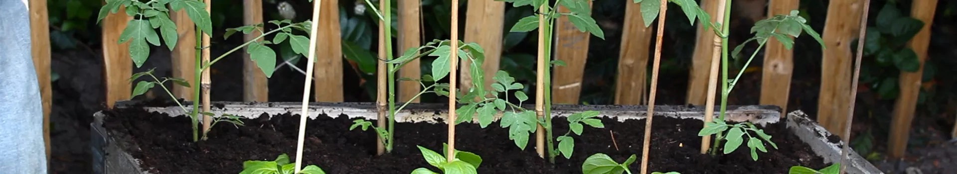 Paprika - Einpflanzen im Hochbeet