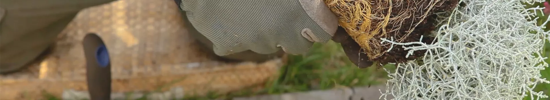 Stacheldrahtpflanze - Einpflanzen im Garten