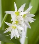 Bär-Lauch - Allium ursinum