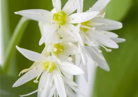 Allium ursinum - Bär-Lauch