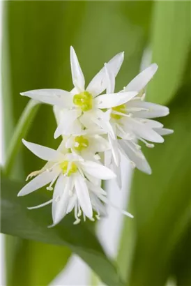 Bär-Lauch - Allium ursinum