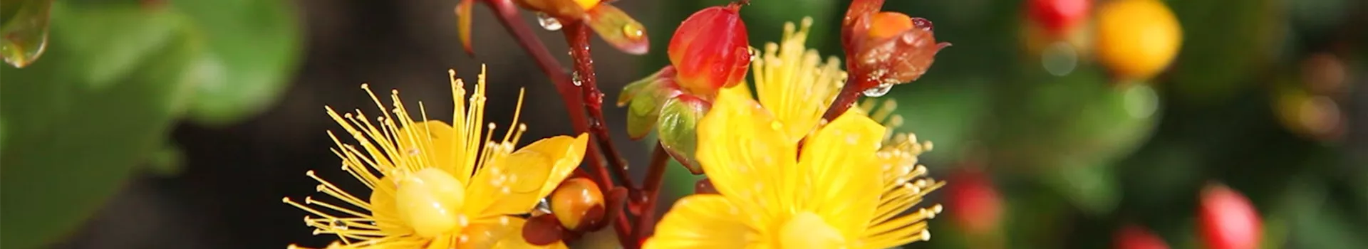 Johanniskraut - Einpflanzen im Garten