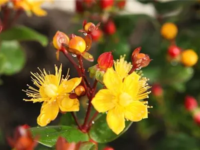 Johanniskraut - Einpflanzen im Garten