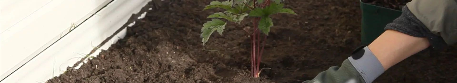 Silberkerze - Einpflanzen im Garten