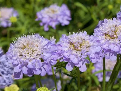 Taubenskabiose - Einpflanzen im Garten