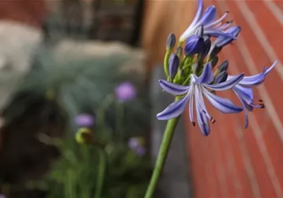 Afrikanische Schmucklilie - Einpflanzen im Garten