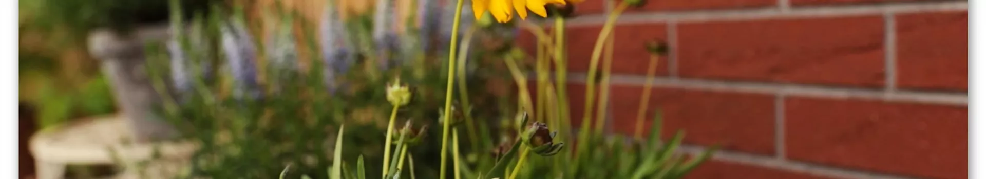 Mädchenauge - Einpflanzen im Garten