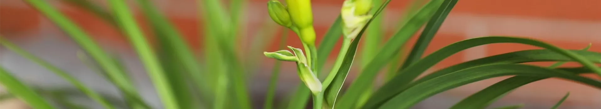 Taglilie - Einpflanzen in den Garten 