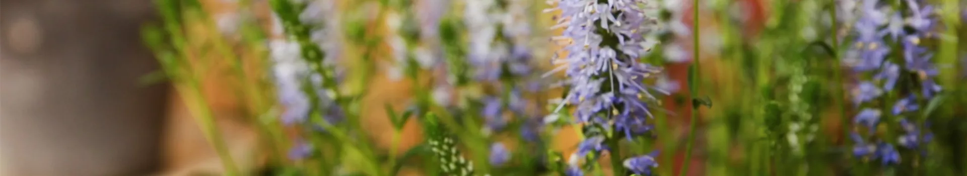 Ähriger Ehrenpreis - Einpflanzen im Garten