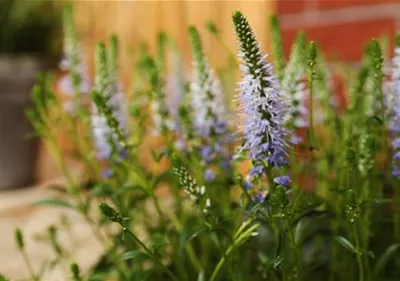 Ähriger Ehrenpreis - Einpflanzen im Garten