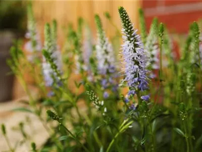 Ähriger Ehrenpreis - Einpflanzen im Garten