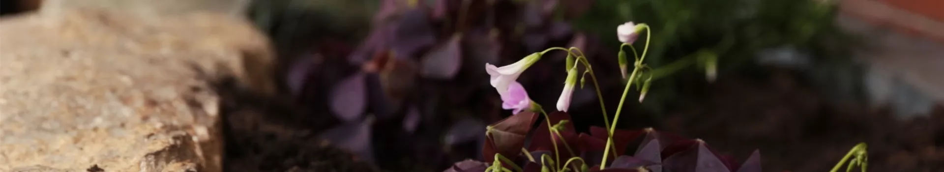 Glücksklee - Einpflanzen im Garten