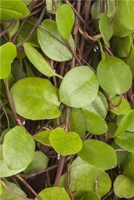 Teppich-Scheinknöterich - Muehlenbeckia axillaris