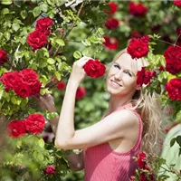 Rote Rosen und die ganz große Liebe