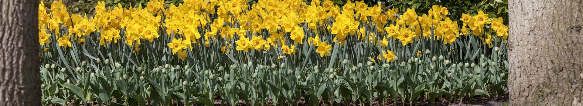 Das richtige Blumenbeet für den eigenen Garten