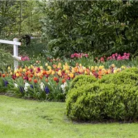 Mit blühenden Beetbewohnern durchs Gartenjahr