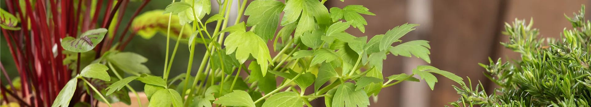 Mit Urban Gardening vom Balkon zur Kräuter-Oase