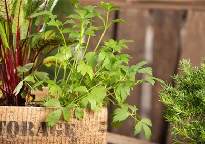 Mit Urban Gardening vom Balkon zur Kräuter-Oase