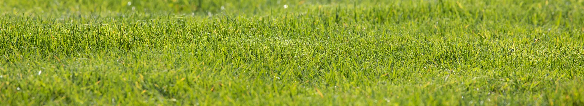 Frühjahrskur für den Rasen – endlich wieder durchatmen