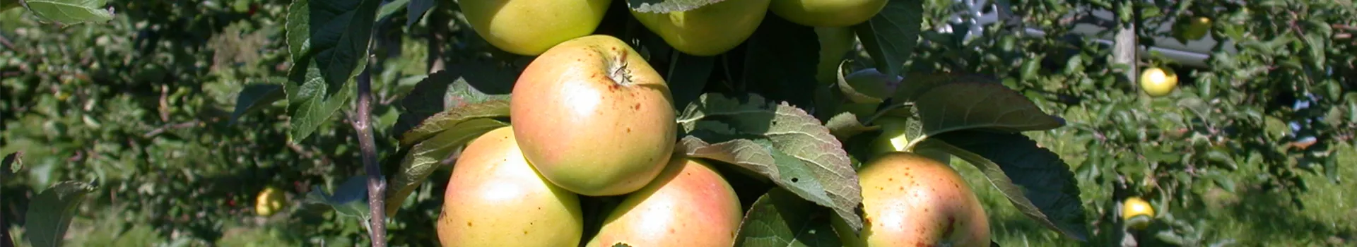 Die Streuobstwiese – Gesundheit zum Selberpflücken