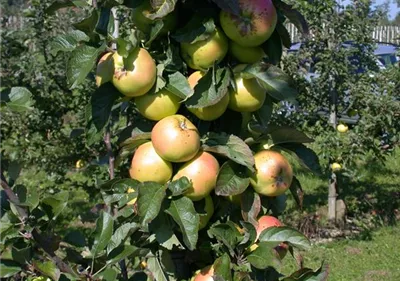 Die Streuobstwiese – Gesundheit zum Selberpflücken