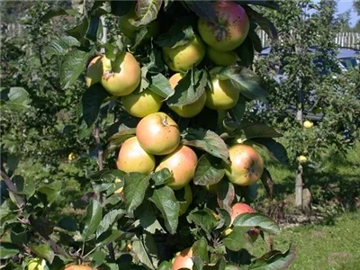 Die Streuobstwiese – Gesundheit zum Selberpflücken