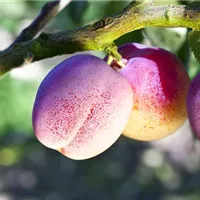 Eine Streuobstwiese im eigenen Garten