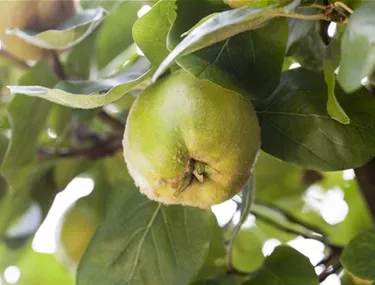 Obst- und Beerensträucher