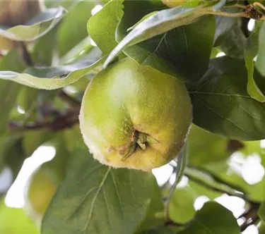 Obst- und Beerensträucher