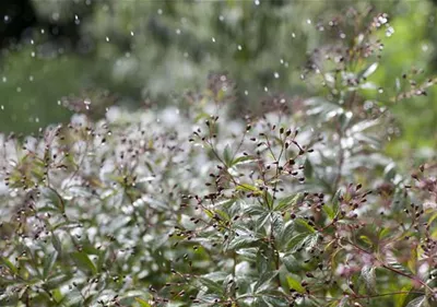 Wasser marsch – Regenwasser für durstige Pflanzen