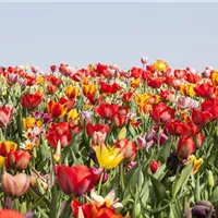 Tulpenzwiebeln im Herbst setzen