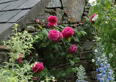 Rosenpflege – pflanzen, schneiden, düngen