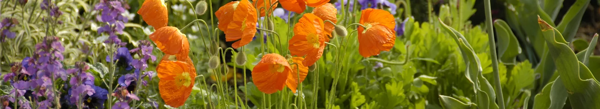 Mohn: Blütenzauber und Eleganz