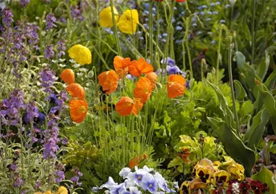 Mohn: Blütenzauber und Eleganz