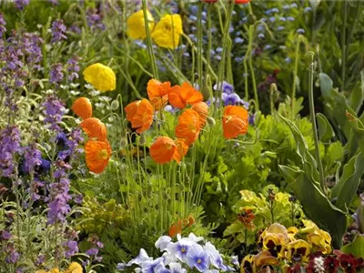 Mohn: Blütenzauber und Eleganz