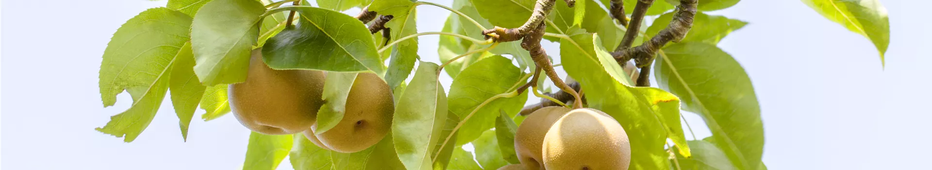 Der Obstgarten – viele Leckereien für große und kleine Naschkatzen