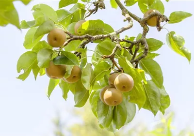 Der Obstgarten – viele Leckereien für große und kleine Naschkatzen