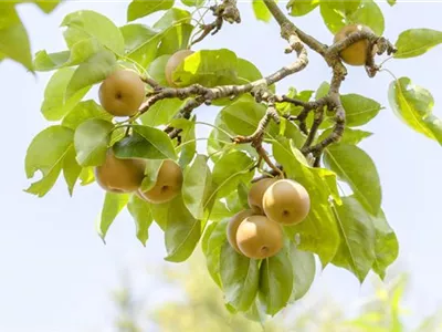 Der Obstgarten – viele Leckereien für große und kleine Naschkatzen