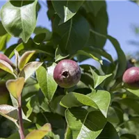 Einen Obstgarten anlegen