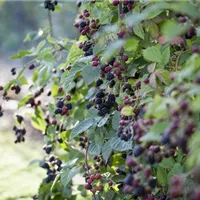 Den Obstgarten richtig pflegen