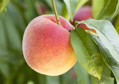 Obstbäume brauchen Sommerschnitt für die optimale Ernte