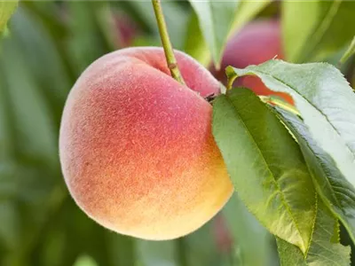 Obstbäume brauchen Sommerschnitt für die optimale Ernte