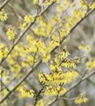 Schwefelgelbe Zaubernuss 'Arnold Promise' - Hamamelis interm.'Arnold Promise'