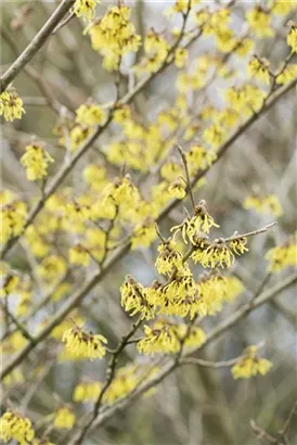 Schwefelgelbe Zaubernuss 'Arnold Promise' - Hamamelis interm.'Arnold Promise'