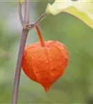 Blasenkirsche - Physalis alkekengi var.franchetii