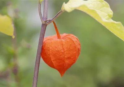 Exotische Früchte gedeihen auch im eigenen Garten