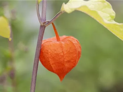 Exotische Früchte gedeihen auch im eigenen Garten