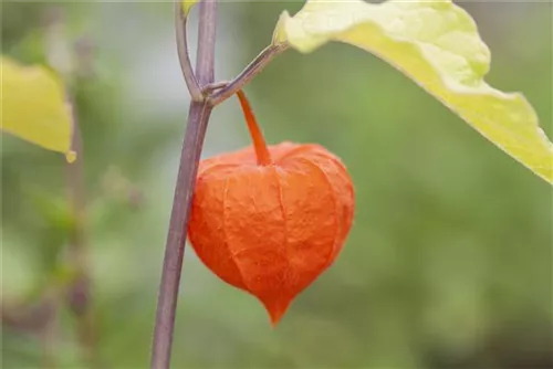 Blasenkirsche - Physalis alkekengi var.franchetii